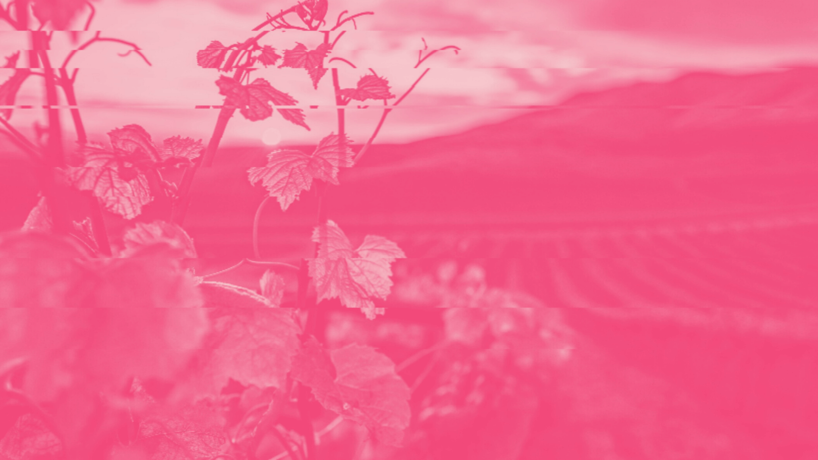INSIDERS 007: Audience-First Commerce is Your Terroir