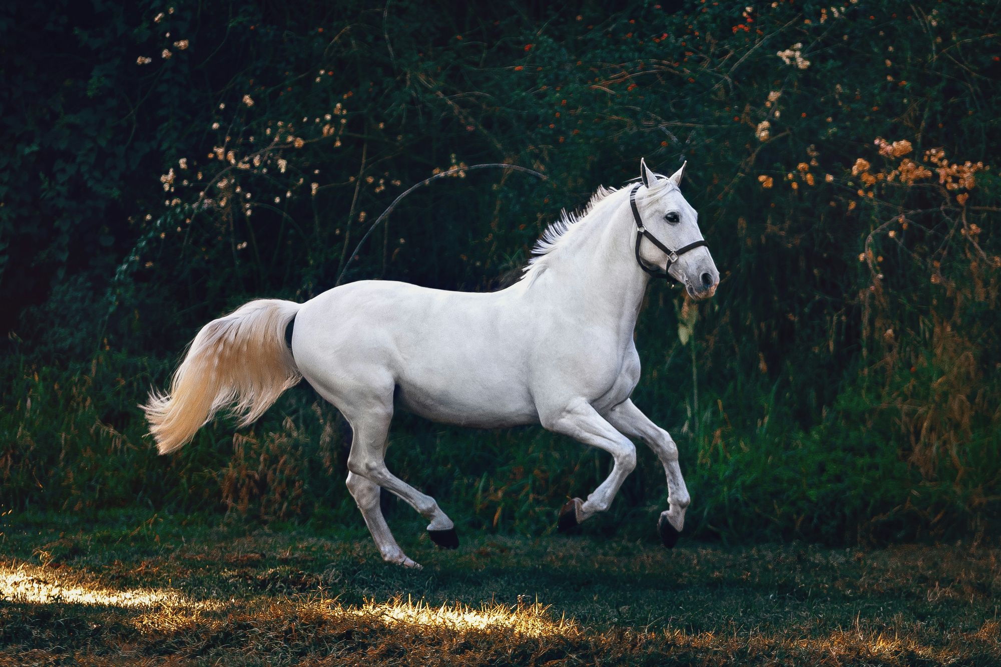  The Horse Girl to American Girl Adult Pipeline